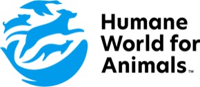 Organizațiile pentru protecția animalelor condamnă uciderea primelor balene în acest sezon de vânătoare din Islanda, care are loc în ciuda moratoriului internațional asupra vânătorii comerciale de balene